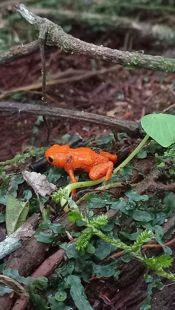 Pumpkin Flea Toad