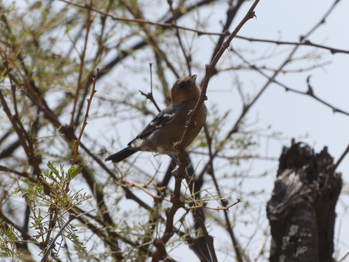 Red-throated Tit (Melaniparus fringillinus), photo 3