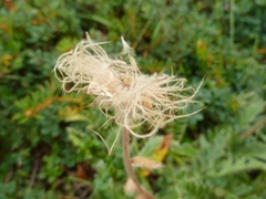 Geum glaciale