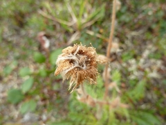 Geum glaciale