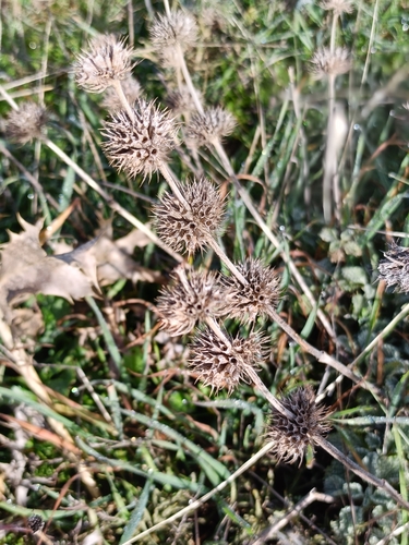 Image of Marrubium supinum by (c) Diego Rodríguez Hernández, some rights reserved (CC BY)