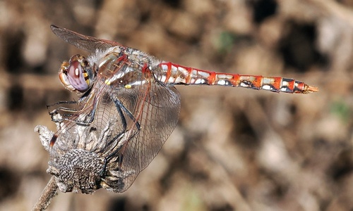 iNaturalist observation photo of Variegated Meadowhawk