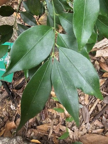 Euonymus paniculatus