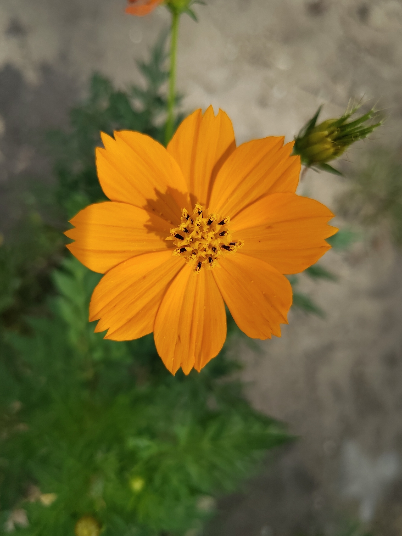Cosmos sulphureus