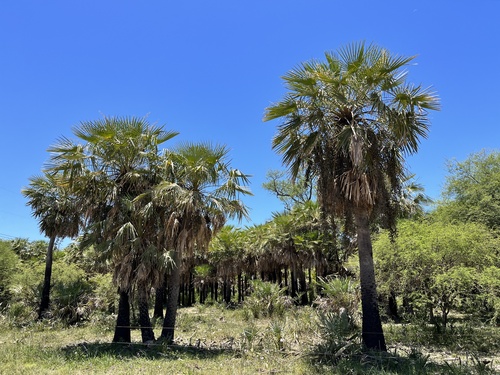 Image of Caranday palm by (c) Virginia Y. Mogni, some rights reserved (CC BY)