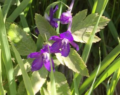 Delphinium decorum tracyi