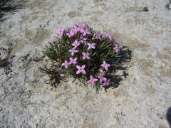Houstonia rubra