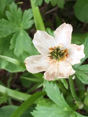 Trollius