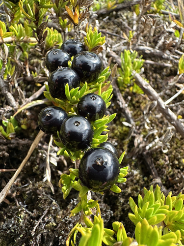 Image of Coprosma ernodeoides by (c) Nick T., some rights reserved (CC BY-SA)