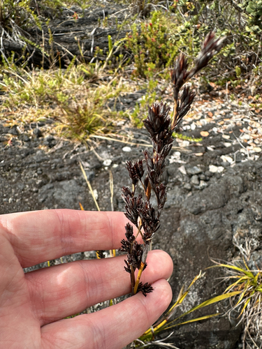 Image of Machaerina angustifolia by (c) Nick T., some rights reserved (CC BY-SA)