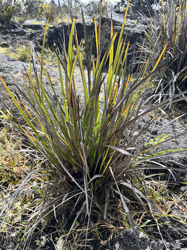Image of Machaerina angustifolia by (c) Nick T., some rights reserved (CC BY-SA)