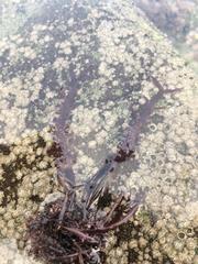 Chondracanthus chamissoi