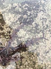 Chondracanthus chamissoi