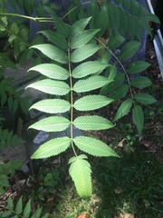 Sorbaria sorbifolia