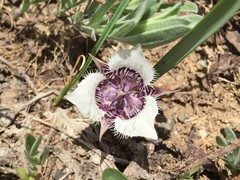 Calochortus elegans