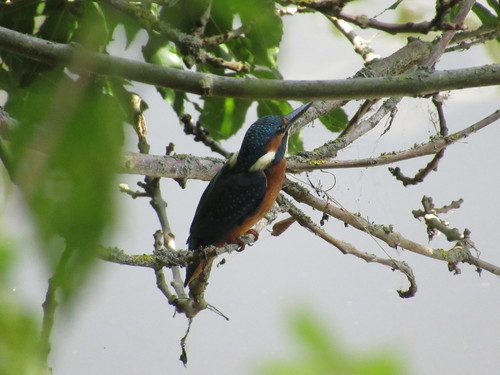 Martín pescador común (Alcedo atthis)