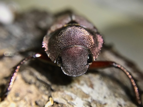 Spodochlamys iheringi