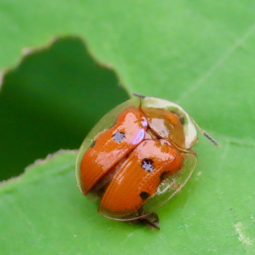 Golden Tortoise Beetle (Charidotella sexpunctata)