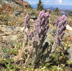 Castilleja schizotricha