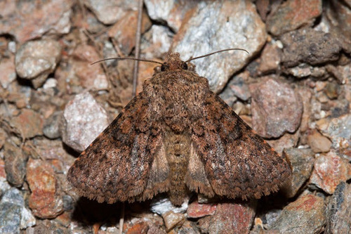Recoropha