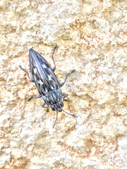 Chalcophora virginiensis