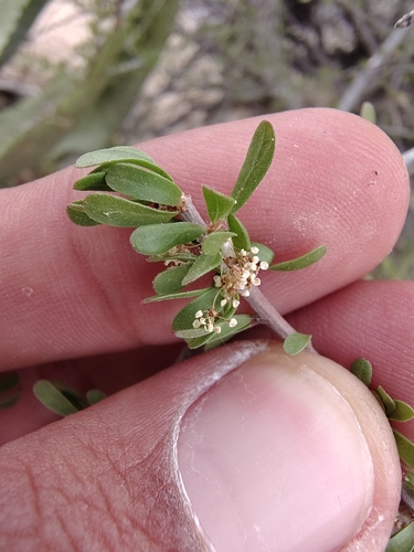 Image of Tetracoccus capensis by (c) Abraham Sánchez Romero, some rights reserved (CC BY)