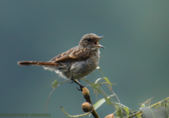 Gray Bushchat photo 4