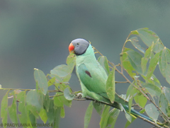 Psittacula himalayana