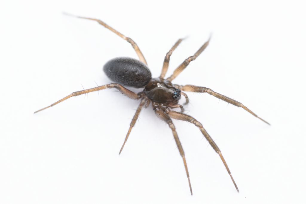 Centromerita concinna