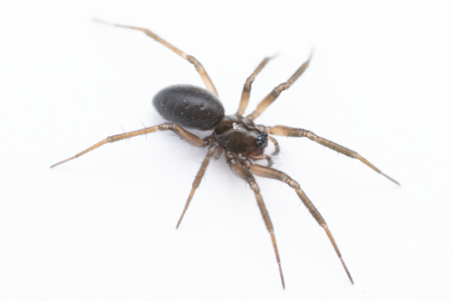 Centromerita concinna