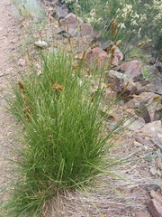 Carex occidentalis