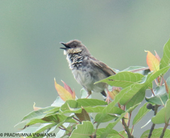 Prinia crinigera