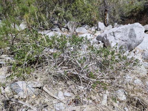 Image of Bebbia atriplicifolia by (c) Abraham Sánchez Romero, some rights reserved (CC BY)