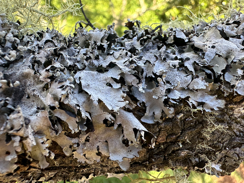 Parmotrema reticulatum, 2024-11-18