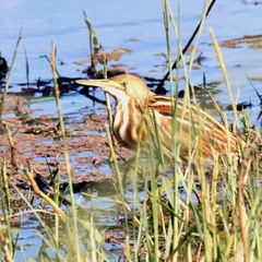 Ixobrychus involucris