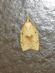 Sparganothis xanthoides