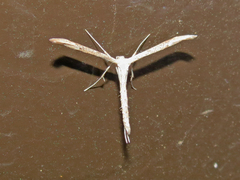 Oidaematophorus