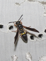 Ancistrocerus unifasciatus