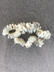 Sinistrofulgur pulleyi