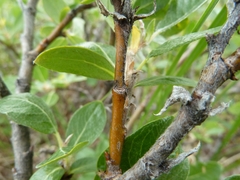 Salix glauca