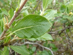 Salix glauca