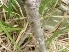 Salix glauca