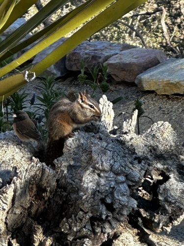 Merriam's Chipmunk, Santa Rosa and San Jacinto Mountains National Monument, Mountain Center, CA, US, photo 9 of 10