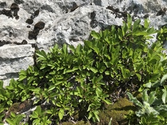 Rhamnus pumila