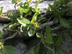 Rhamnus pumila