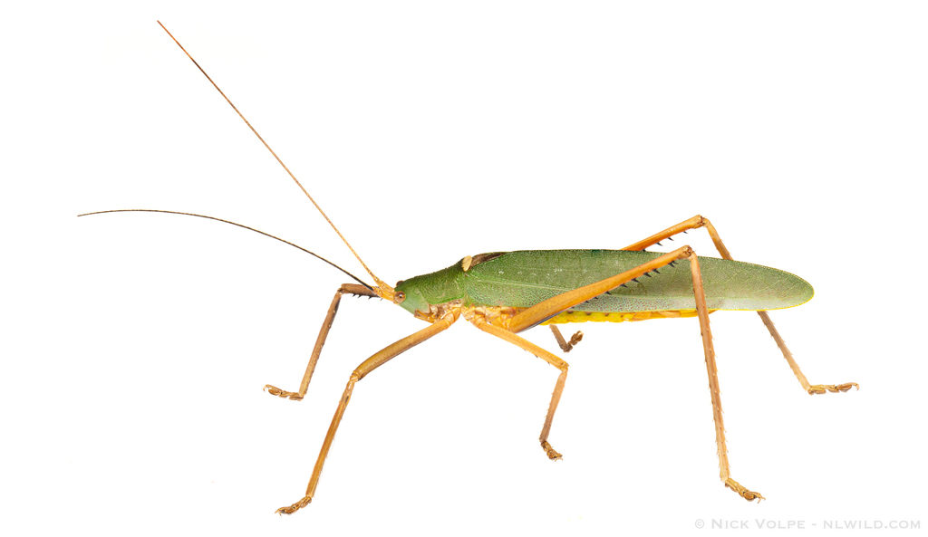Drepanoxiphus nigrosignatus