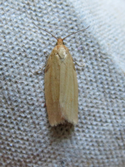 Clepsis clemensiana