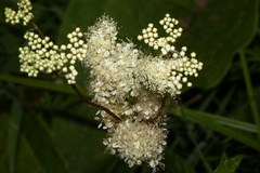 Filipendula ulmaria