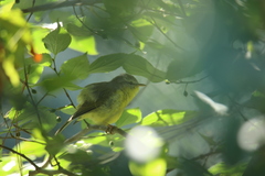 Phylloscopus xanthoschistos