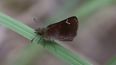 Piruna haferniki